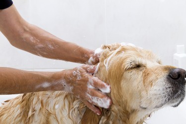 Dog Being Shampooed